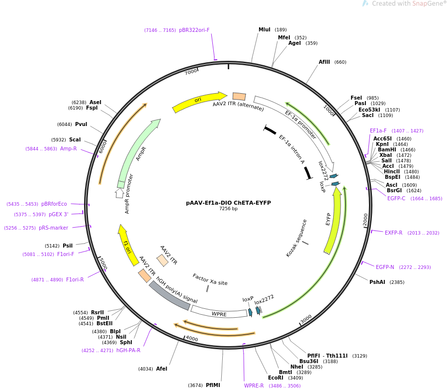 pAAV-Ef1a-DIO ChETA-EYFP质粒图谱